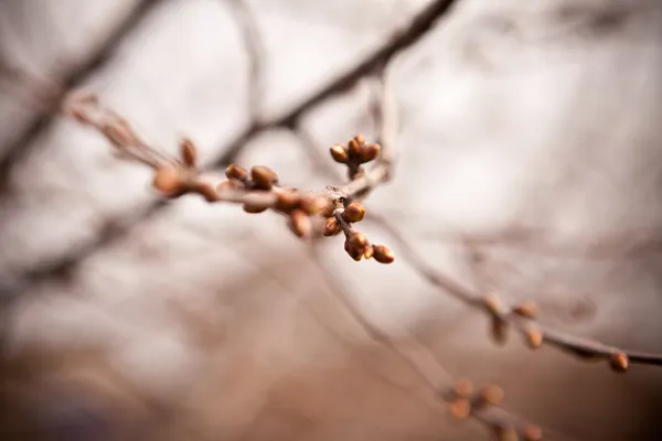 Cherry tree branch with buds — Stock Photo, Image