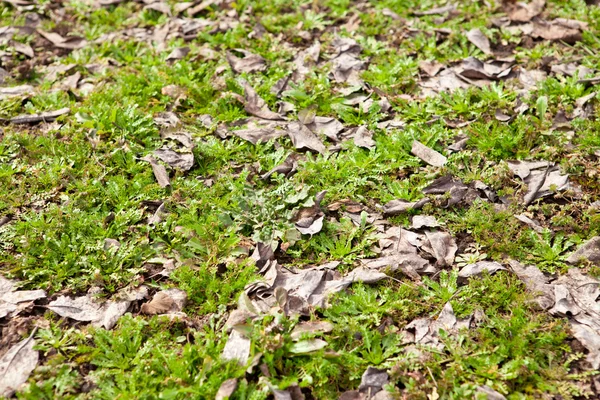 Fond d'herbe sur le sol — Photo