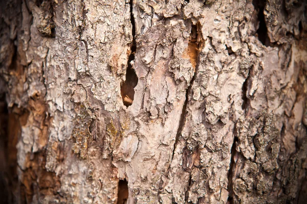 Сухой фон дерева — стоковое фото