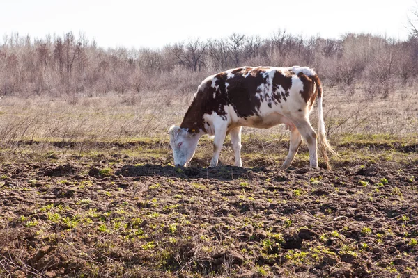 Pasto de vaca em um prado — Fotografia de Stock