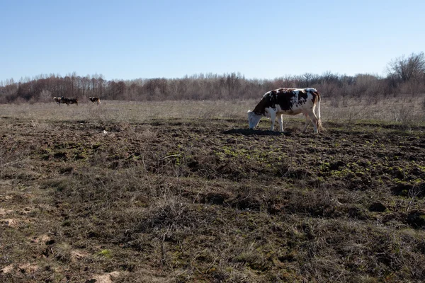 奶牛在草地上吃草 — 图库照片