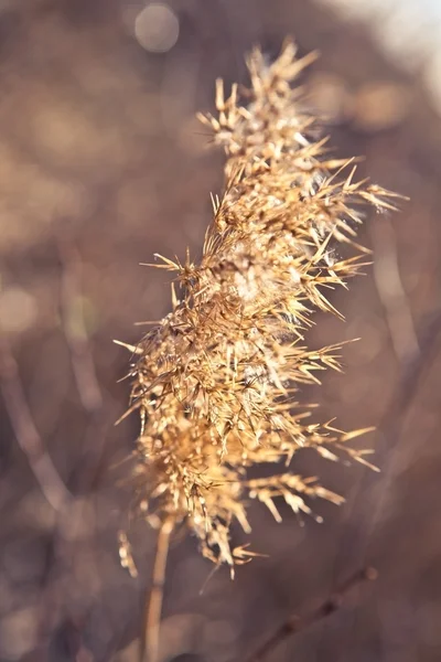 Inflorescence dry plant — Stock Photo, Image