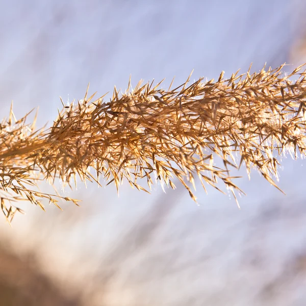 Inflorescence dry plant — Stock Photo, Image