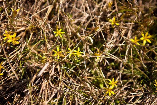 Fiori gialli in erba — Foto Stock