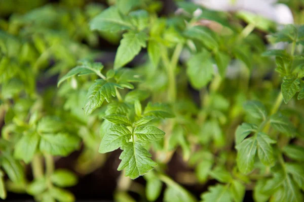 Jovem planta cultivada de sementes de tomate fundo profundidade rasa de campo — Fotografia de Stock