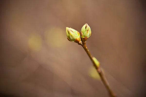 Gezwollen toppen van esdoorn, ondiepe scherptediepte — Stockfoto