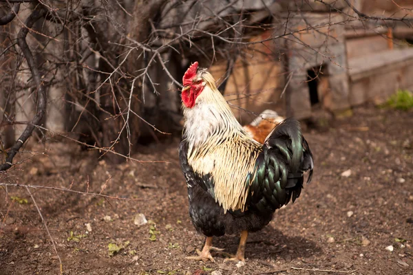 Gallo e galline in una penna — Foto Stock