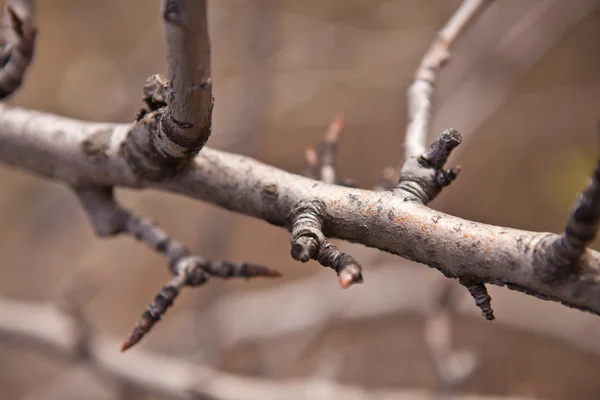 Branch of a tree — Stock Photo, Image