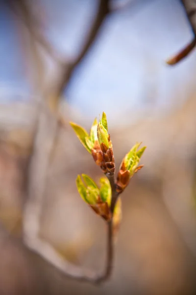 Cherry tree branch with blossoming buds, shallow depth of field — Stock Photo, Image