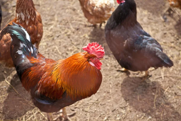 Hahn und Hühner im Stall — Stockfoto