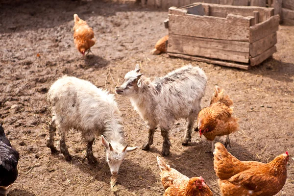 Cabras e galinhas numa caneta — Fotografia de Stock