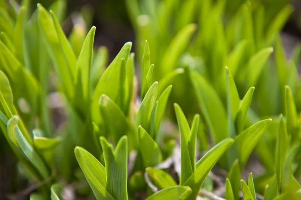 Green shoots of grass background, shallow depth of field — Stock Photo, Image