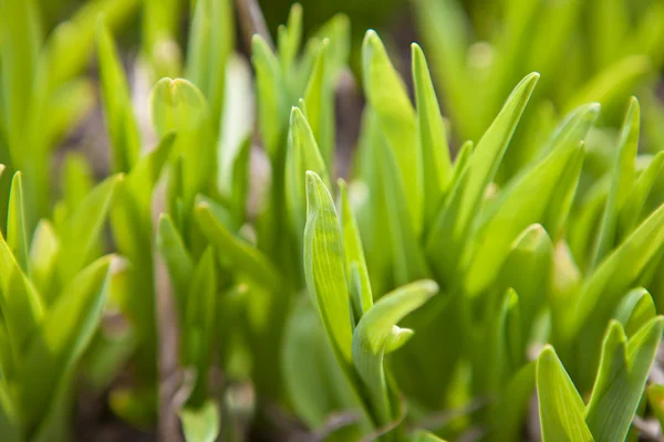 Brotes verdes de fondo de hierba, poca profundidad de campo —  Fotos de Stock