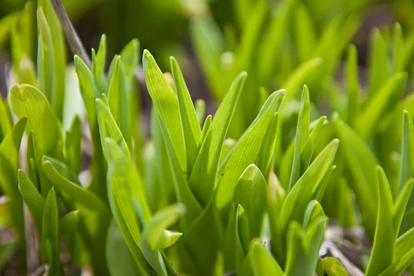 Green shoots of grass background, shallow depth of field — Stock Photo, Image