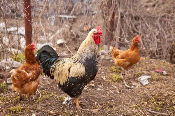 Gallo e galline in una penna — Foto Stock