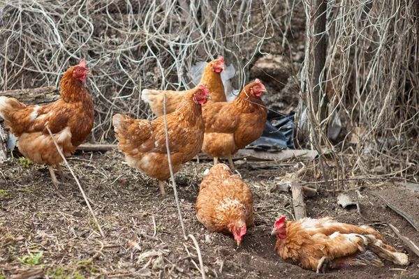 Gallina in una penna — Foto Stock