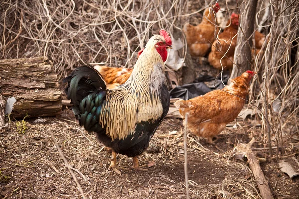 Galo e galinhas numa caneta — Fotografia de Stock