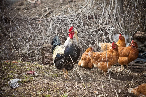 Galo e galinhas numa caneta — Fotografia de Stock