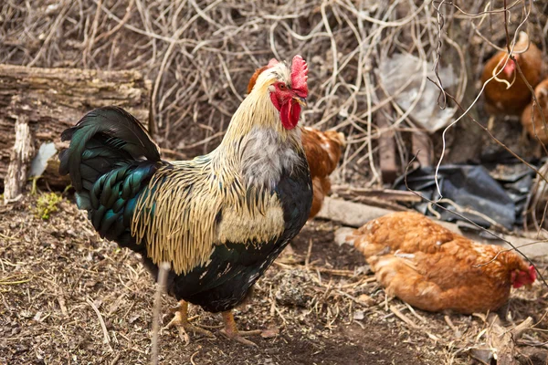 オンドリおよび鶏のペンで — ストック写真