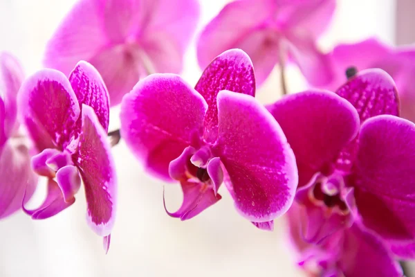 Red orchid flowers close up shallow depth of field — Stock Image Red orchid flowers close up shallow depth of field Stock Image