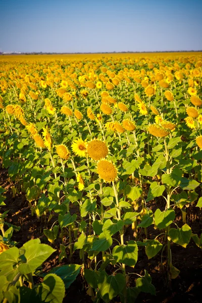 Field of sunflowers — Stock Photo, Image