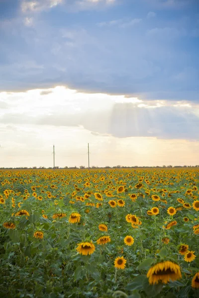 Gebied van zonnebloemen — Stockfoto