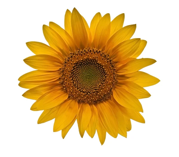 Slunečnice close-up na bílém pozadí — Stock fotografie