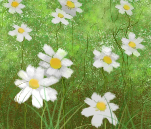 Drawn daisies — Stock Photo, Image
