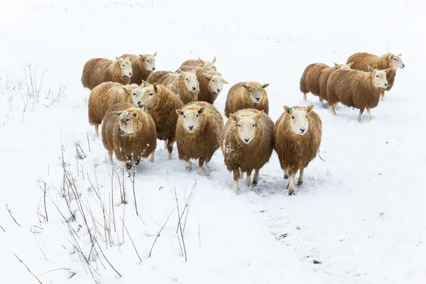 Flock of Sheep in Snow — Stock Photo, Image