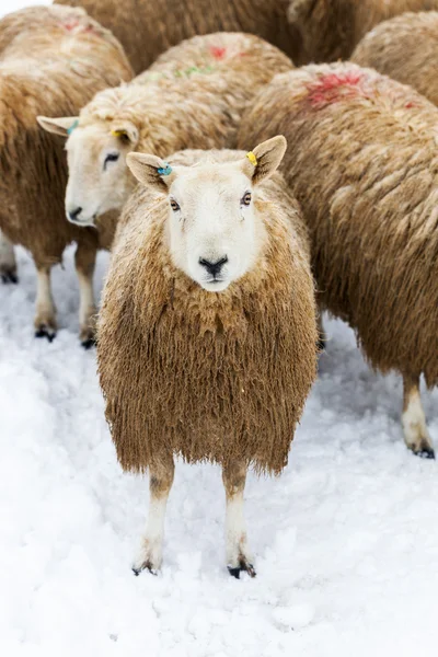 Schafherde im Schnee — Stockfoto