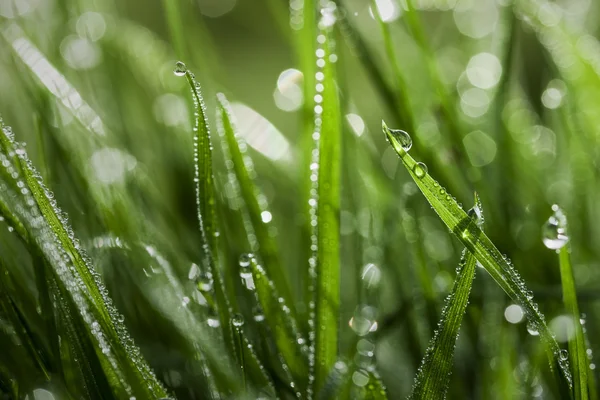 Wet Grass Close-up — Stock Photo, Image