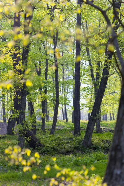 Δάσος με οπίσθιο φωτισμό — Φωτογραφία Αρχείου
