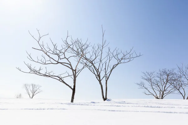 Голые зимние деревья и снег — стоковое фото
