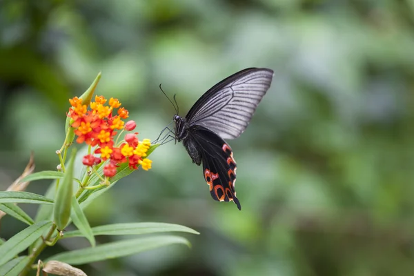 Çiçek tarafından hovering swallowtail kelebek — Stok fotoğraf