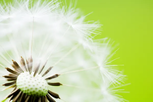 Gros plan sur les graines de pissenlit sur fond vert — Photo