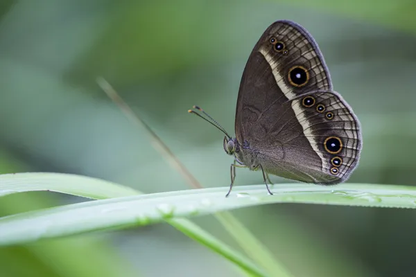 Bushbrown kelebek, Iriomote Island, Japonya — Stok fotoğraf