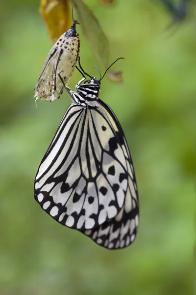 Idea leuconoe, Paper Kite Butterfly — Stock Photo, Image