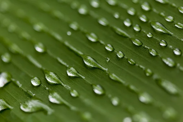 Wassertropfen auf einem grünen Blatt — Stockfoto