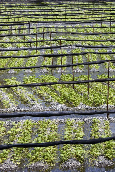 Plantas de Wasabi Crescendo na Fazenda — Fotografia de Stock