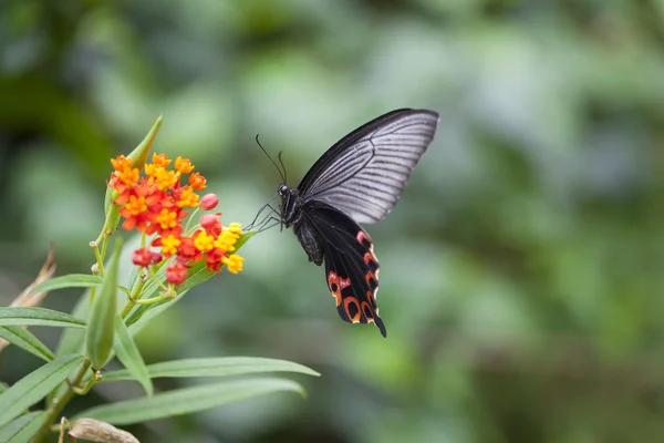 Swallowtail Butterfly Hovering by Flower Stock Picture