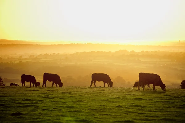 Rinder bei Sonnenuntergang Stockfoto