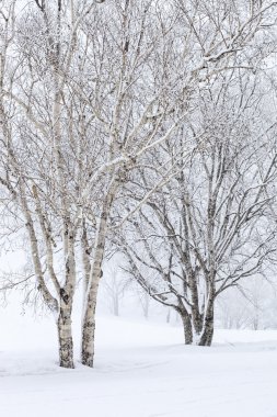 Birch Trees in Snow clipart