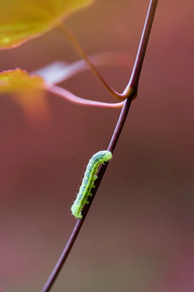 Green caterpillar on red plant — Stock Photo, Image