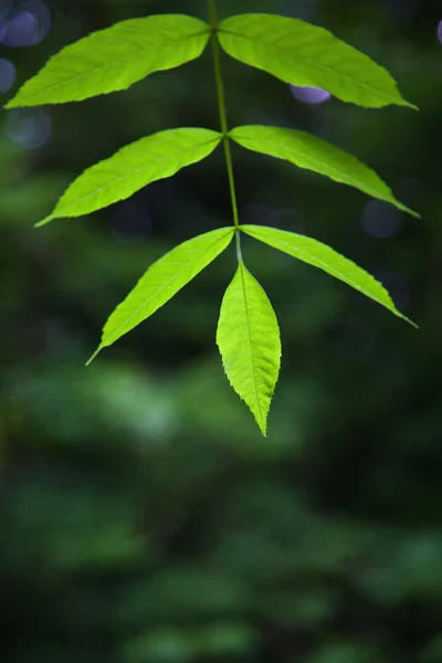 Foglie di frassino verde — Foto Stock