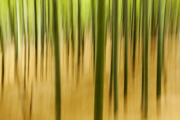 Анотація бамбук рослин — стокове фото