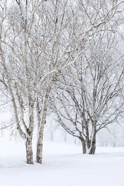 Berkenbomen in sneeuw — Stockfoto