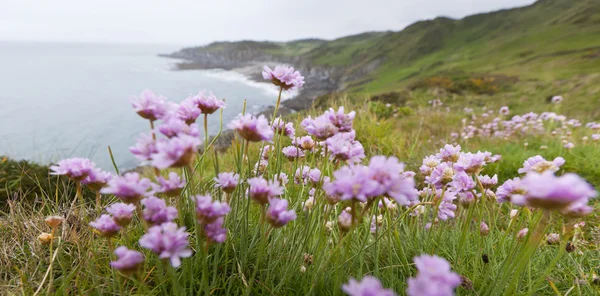 Pink Thrift Flowers on Clifftop — Stock Photo, Image