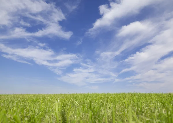 Gras en hemel achtergrond — Stockfoto