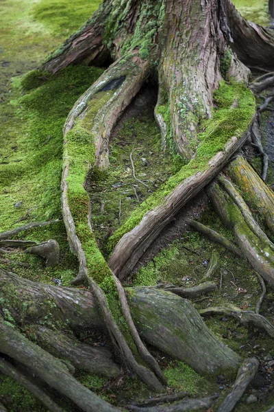 Moss cubierto de raíces de árbol — Foto de Stock