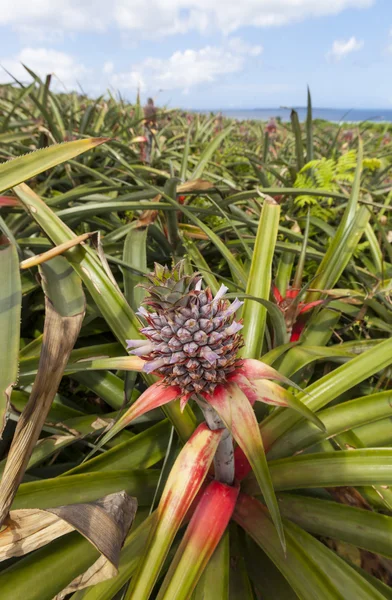 Pineapple on a Plantation in Japan — Stock Photo, Image